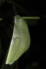 Rhacophorus pseudomalabaricus