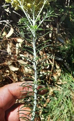 Cassinia cunninghamii