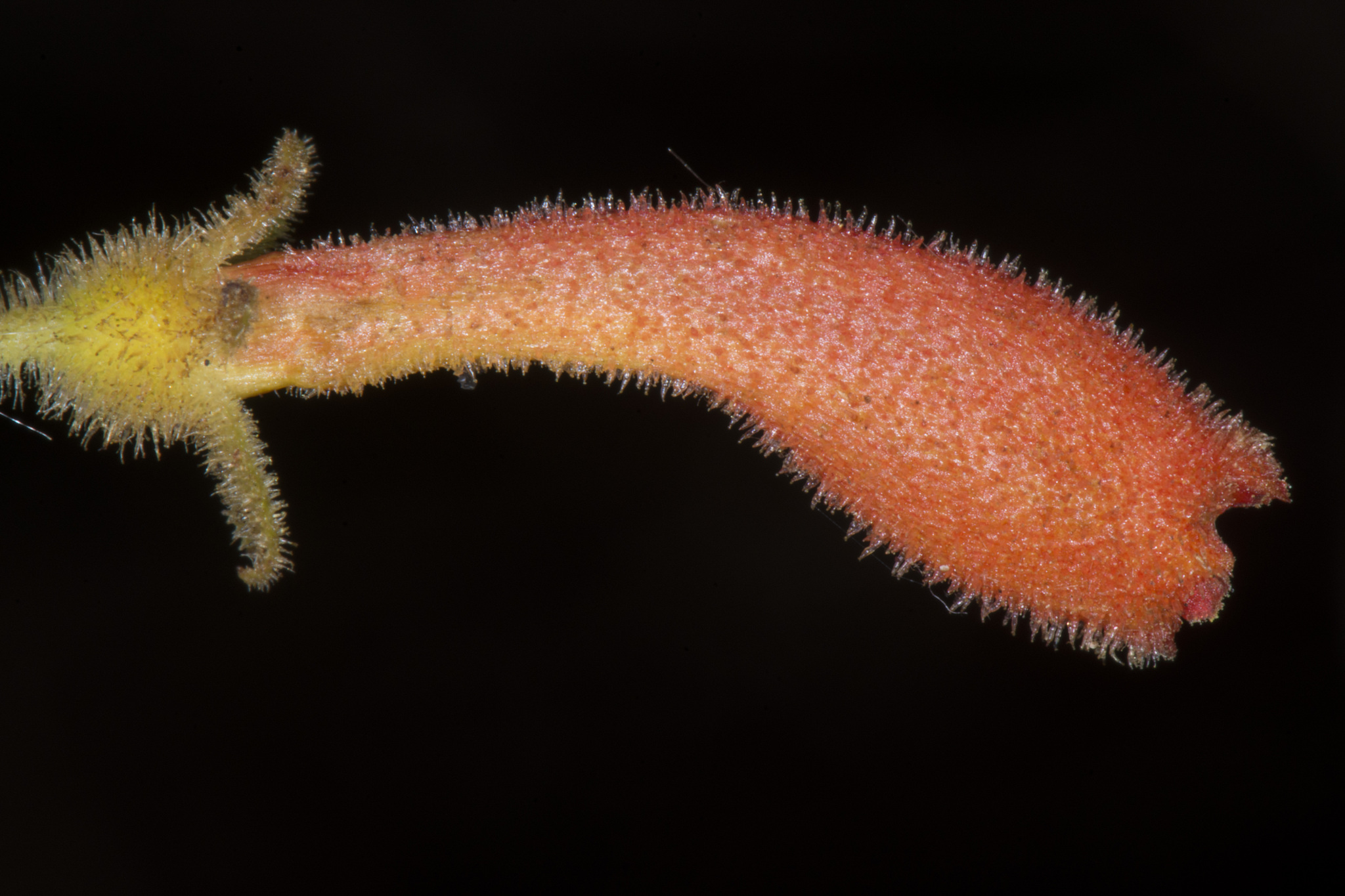 Rhytidophyllum asperum