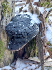Phellinus igniarius igniarius