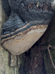 Phellinus igniarius igniarius