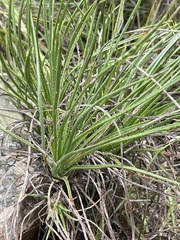 Aloe rouxii