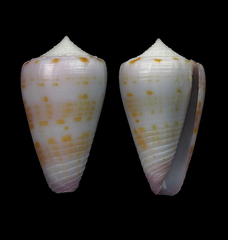 Conus devorsinei