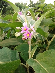 Solanales