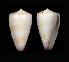 Conus devorsinei