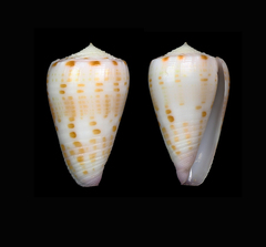 Conus devorsinei
