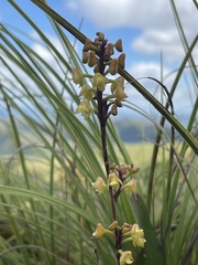 Polystachya mauritiana