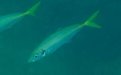 Trachurus novaezelandiae
