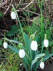Galanthus