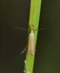 Pleurota punctella