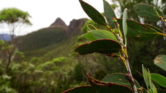 Eucalyptus coccifera