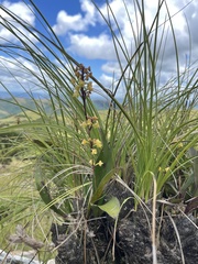 Polystachya mauritiana