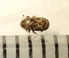 Chaetoptelius mundulus