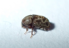 Chaetoptelius mundulus
