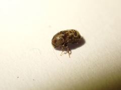 Chaetoptelius mundulus