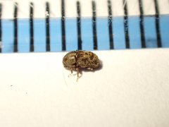 Chaetoptelius mundulus