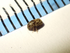 Chaetoptelius mundulus