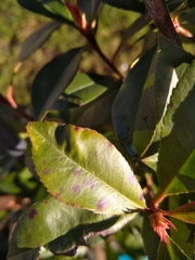 Diplocarpon