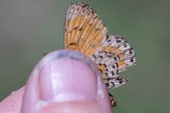 Melitaea trivia