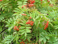 Sorbus sambucifolia