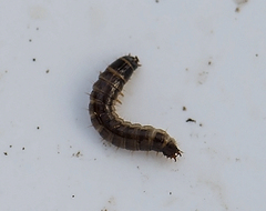 Denticollis linearis