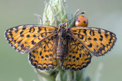 Melitaea trivia
