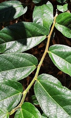 Ficus coronata