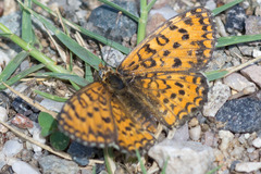 Melitaea trivia