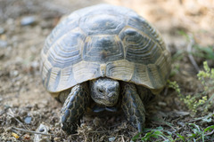 Testudo graeca