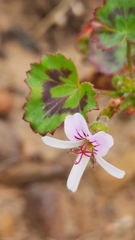 Pelargonium tabulare