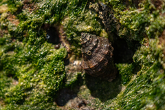 Stramonita haemastoma