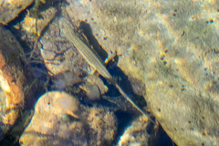 Lissotriton vulgaris