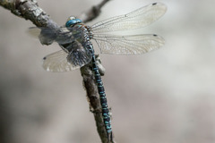 Caliaeschna microstigma