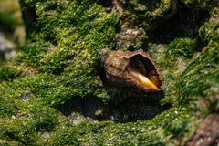 Stramonita haemastoma