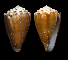 Conus diadema
