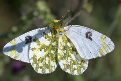 Euchloe ausonia