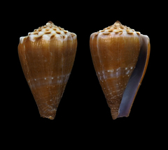 Conus diadema
