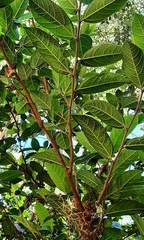 Ficus coronata