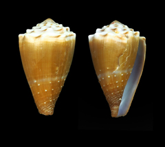 Conus diadema