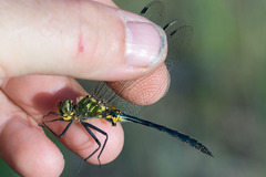 Somatochlora meridionalis