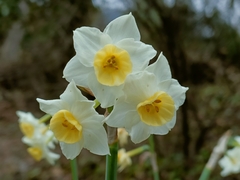 Narcissus tazetta
