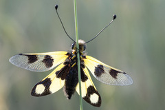 Libelloides macaronius