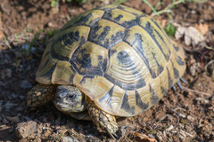 Testudo hermanni