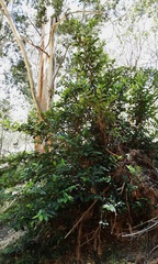 Ficus coronata