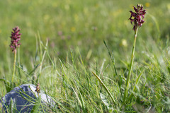 Anacamptis coriophora