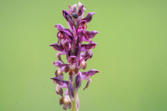 Anacamptis coriophora