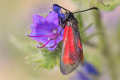 Zygaena