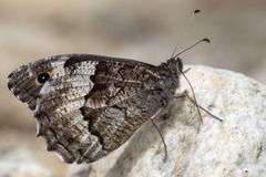 Hipparchia syriaca