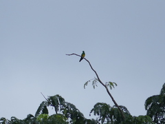 Chrysococcyx cupreus
