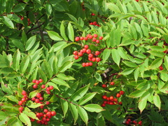 Sorbus sambucifolia